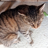 Rescue cat Bubbles, at Honeycat Rescue & Sanctuary, Eastbourne, needs a new home