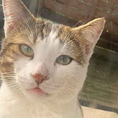 Rescue cat Cinnamon from Feline Friends London, Hackney, East London, West London, needs a home