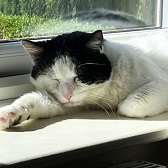 Rescue cat Clive from 8 Lives Cat Rescue, Sheffield, needs home