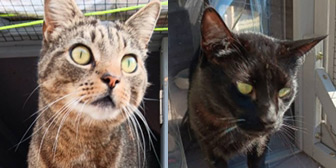 Rescue cats Colin and Clive from Complete Kitty Rescue, Chesterfield, Derbyshire, need a home