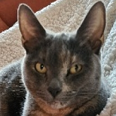 Rescue Cat Darcy from Brinsley Animal Rescue, Nottingham, needs a home