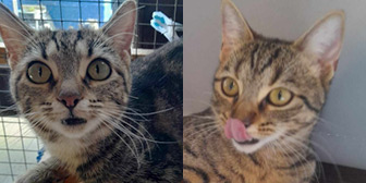 Rescue cats Dee and Dizzy from Pussycat Lodge, Brentwood, Essex, need a home