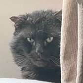 Rescue cat Denzel from Little TinCRs, Leeds, West Yorkshire, needs a home