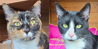 Rescue cats Ella and Loki from Cats Friends, Rothwell, Northamptonshire, need a home