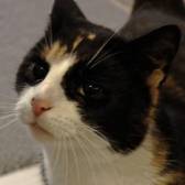 Rescue Cat Emerald, Caring Animal Rescue,, Stafford needs a home
