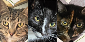 Rescue cats Espie, Umbra and Leaf from Stray Cat Rescue Team West Midlands, Wolverhampton, West Midlands, need a home