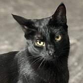 Rescue cat Gina from Consett Cat Rescue, Consett, County Durham, Durham, needs a home