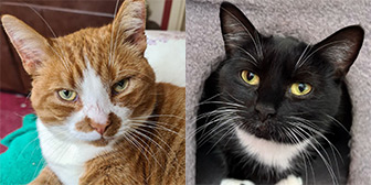 Rescue cats Gingie and Dusty from Shropshire Street Cats, Market Drayton, Shropshire, need a home