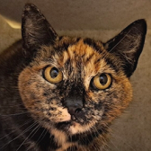 Rescue Cat Gizmo from Border Pet Rescue, Earlston, needs a home