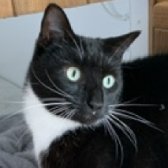 Rescue Cat Jackson, A Purrfect Friend,,  Preston needs a home