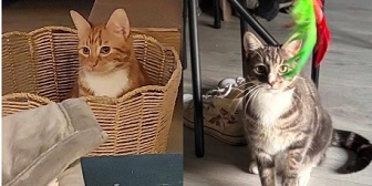Rescue cats Jasper & Jerry from Precious Paws Cat Rescue York. needs home