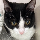 Rescue cat Kevin, at Caring Animal Rescue, Stafford, needs a new home