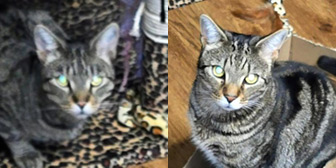 Rescue cats Kevin and Keith from Cat Action Trust 1977 - Doncaster South, Doncaster, Yorkshire, need a home