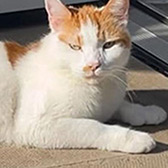 Rescue cat Leo from Caring Animal Rescue, Stafford, Staffordshire, West Midlands, needs a home