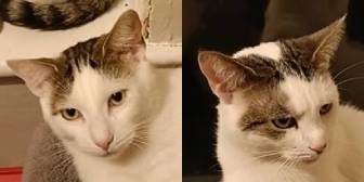 Rescue Cats Lily & Patch, Precious Paws Cat Rescue,,  York needs a home