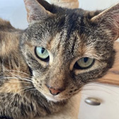 Rescue cat Lola from Precious Paws Cat Rescue York, York, North Yorkshire, needs a home