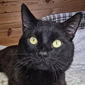 Rescue cats Max from Cats Friends, Rothwell, Northamptonshire, need a home