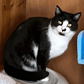 Rescue cat Mikki, at Cat Rescue West Wales, Whitland, needs a new home