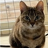 Rescue cat Minnie from A Purrfect Friend, Preston, needs home