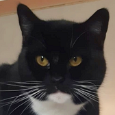 Rescue Cat Mogg from Mitzi's Kitty Corner, Totnes, needs a home