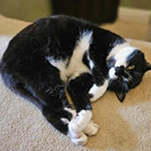Rescue cat Mollie from Cat Patrol Rescue, Nottingham, Nottinghamshire, needs a home