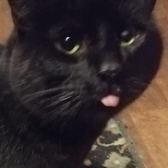 Rescue Cat Oliver from Cat Rescue West Wales, Whitland, needs a home