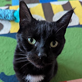Rescue cat Oreo from Lost Cats Brighton, Brighton, Sussex, needs a home