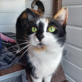 Rescue cat Peggy from Four Paws Cat Rescue, Oxford, Buckinghamshire, Oxfordshire, needs a home