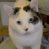 Rescue cat Peter from Fur & Feathers Animal Sanctuary, Wythall, Worcestershire, West Midlands, needs a home