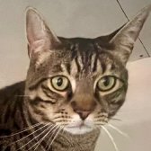 Rescue Cat Presley, Bury’s Stray Cat Fund,, Bury St. Edmunds needs a home