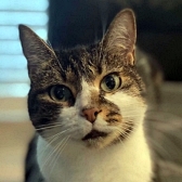Rescue cat Roly, at Springfield Animal Rescue, Chelmsford, Essex, needs a new home