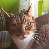 Rescue cat Ruby from Little TinCRs, Leeds, West Yorkshire, needs a home