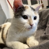 Rescue Cat Saffy from Cat Lady TNR, Essex, needs a home