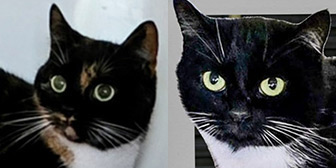 Rescue cats Sox and Mini from Feline Friends Rescue Lincoln, Lincolnshire, Nottinghamshire, need a home