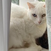 Rescue cat Tilly from Cat Action Trust 1977 - Leeds, needs home