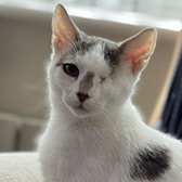Rescue cat Vimto from Consett Cat Rescue, Consett, County Durham, Durham, needs a home
