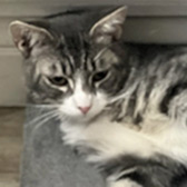 Rescue cat Viz from Consett Cat Rescue, Consett, County Durham, Durham, needs a home