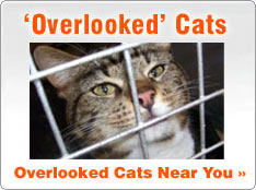 Overlooked Rescue Cats for Adoption