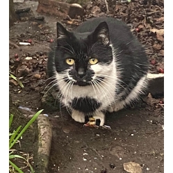 Feral cats need homes