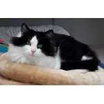 Ollie    *** RESERVED ***