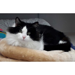 Ollie    *** RESERVED ***