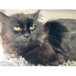 Shadow **RESERVED**