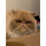 2 year old red white persian
