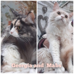 maine coon pair aged 10 years