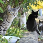 Feral cats for outside spaces