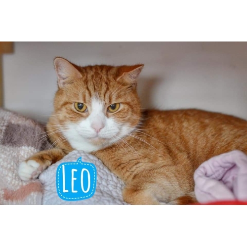 are Leo and Leo