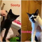 Sooty and Monkey