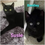 Susie and Bentley