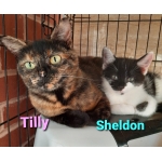 Tilly and Sheldon