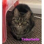 Tinkerbelle